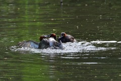 カイツブリの争い