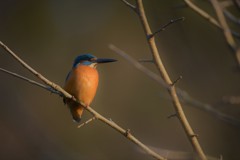 黄昏かわちゃん