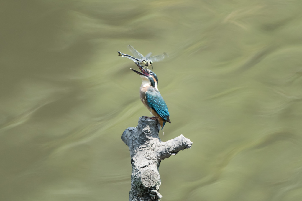 からかいとんぼ