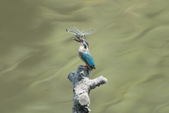 からかいとんぼ