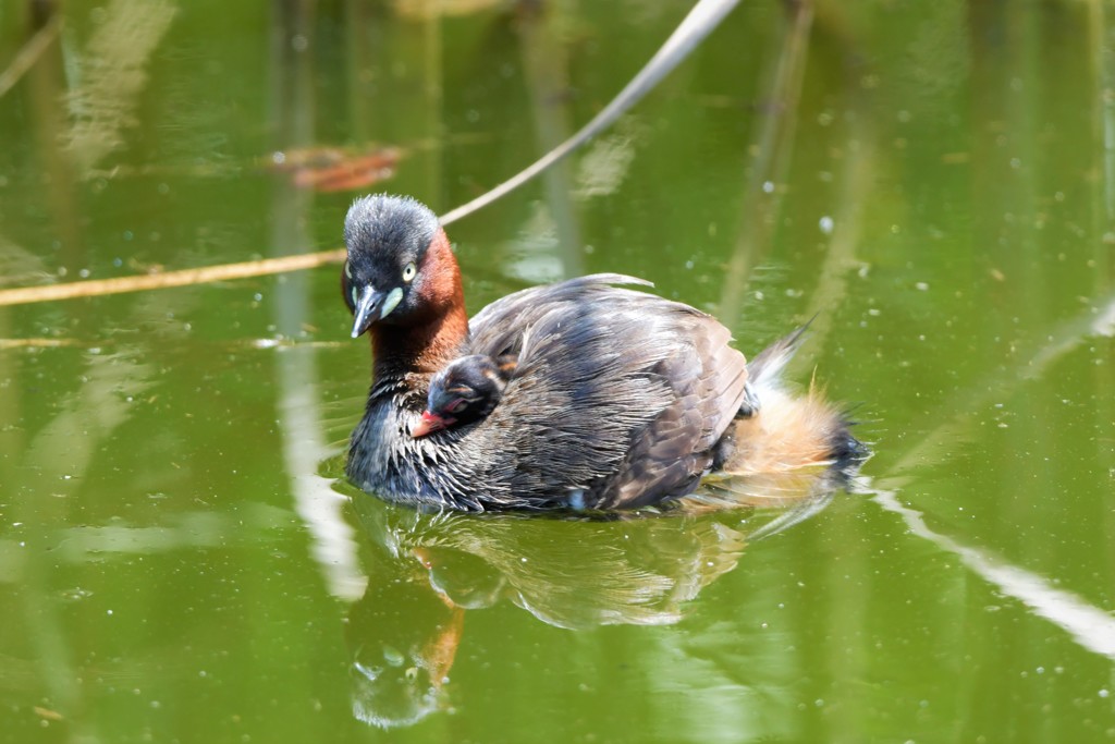 眠くなっちゃった