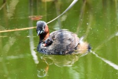 眠くなっちゃった