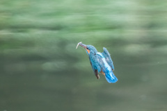 お魚爆食い