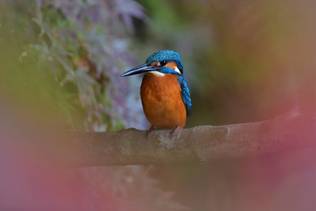 ベルベットを纏って