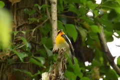 やっとキビタキさん会えた〜