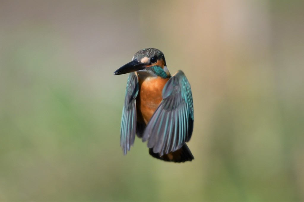 ホバ（パラパラ漫画風）９