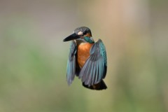 ホバ（パラパラ漫画風）９