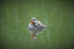 カイツブリ親子