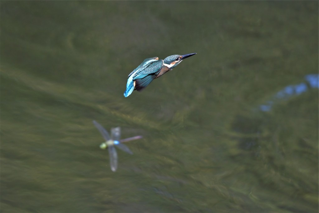 カワセミさんトンボとニアミス