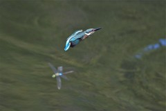 カワセミさんトンボとニアミス