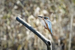 カワセミキック