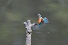 カワセミキック！