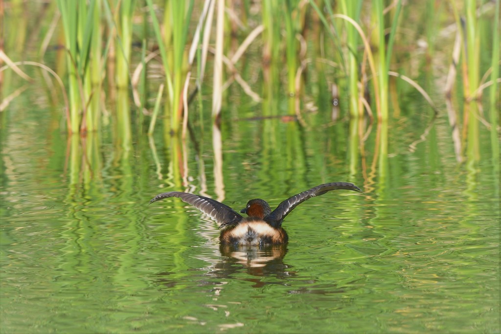 カイチャン親鳥？