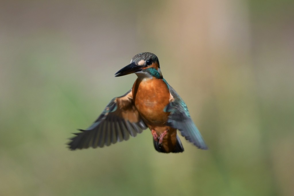 ホバ（パラパラ漫画風）７