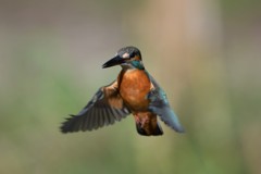 ホバ（パラパラ漫画風）７