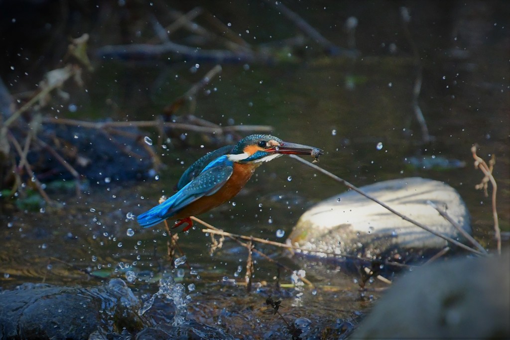 寒くてもお魚取り
