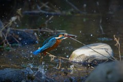 寒くてもお魚取り