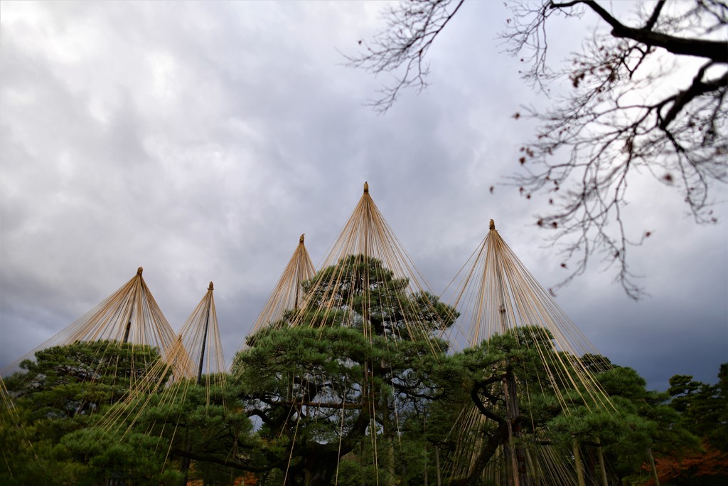 兼六園の冬支度