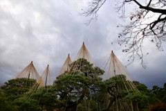 兼六園の冬支度