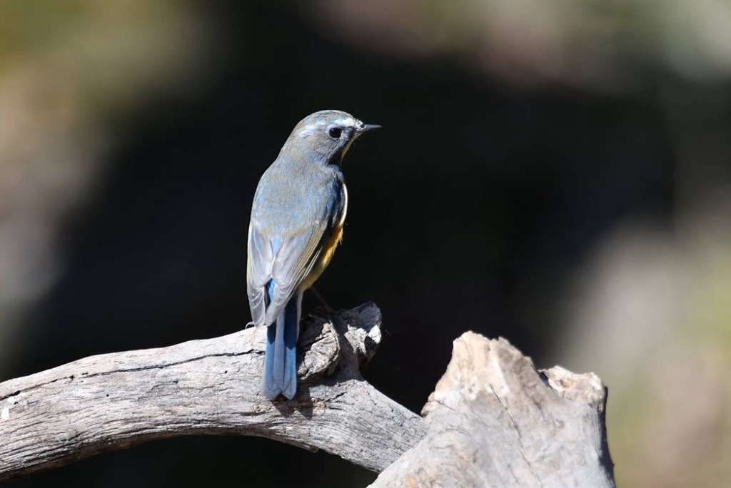 ルリちゃん甲羅干し