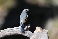 ルリちゃん甲羅干し