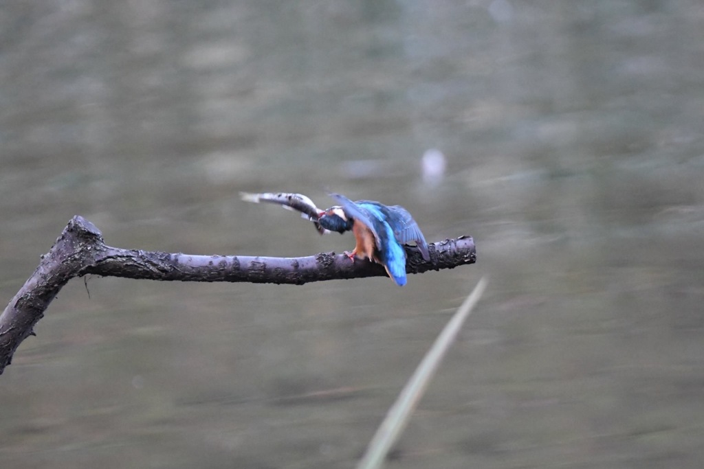 バックドロップ