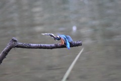 バックドロップ