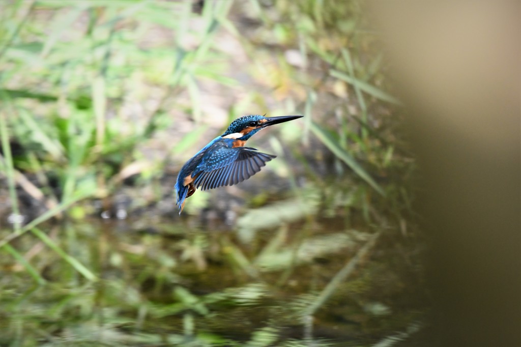 飛びもの追えない