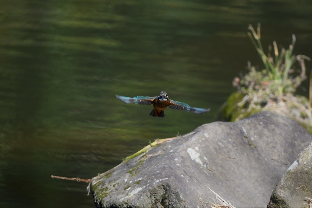 向かってくる～