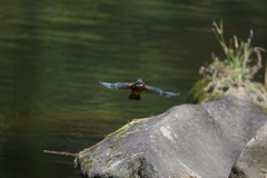 向かってくる～