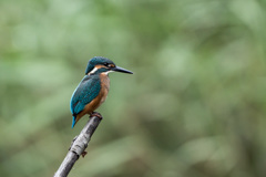 久々なのでとまりものだけ