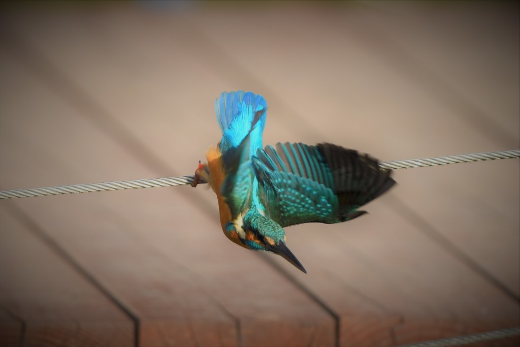 鉄棒競技？？？