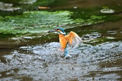 ピントが。。。