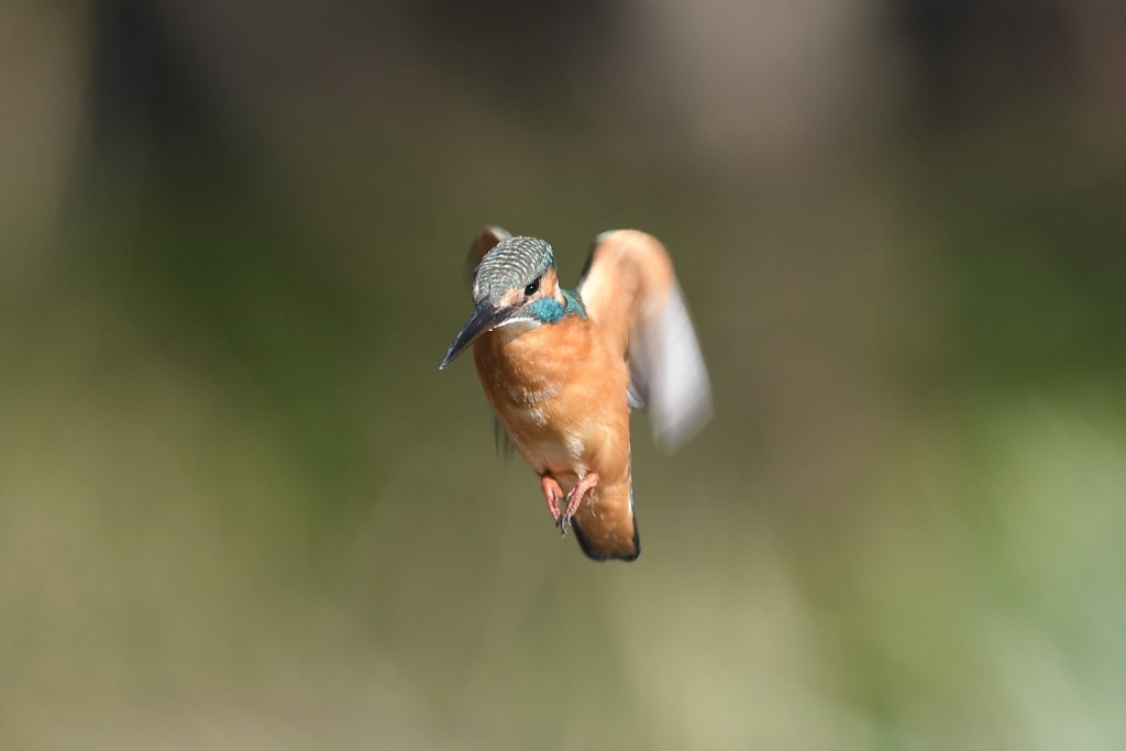 新年あけましてホバ３
