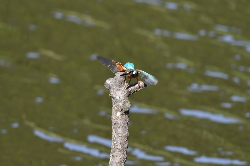カワセミさんよじ登り