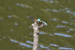 カワセミさんよじ登り