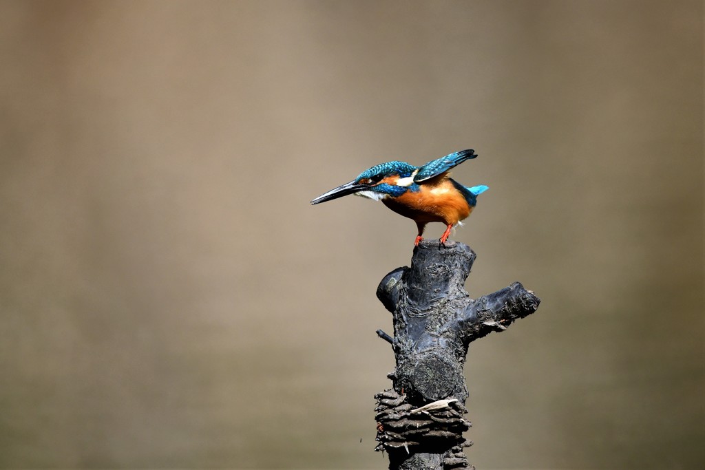 行きそうでいかない