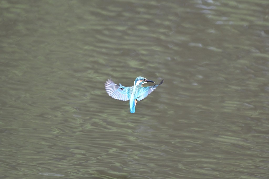 ホバしてくれた～