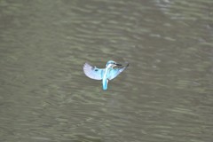 ホバしてくれた～