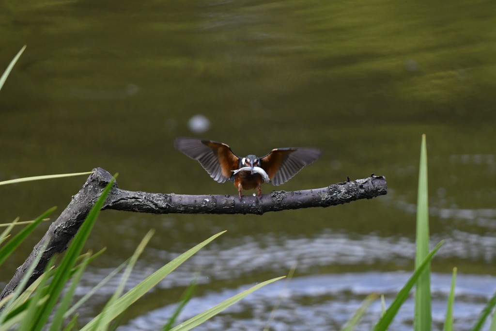 お魚ゲット！やった！