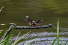 お魚ゲット！やった！
