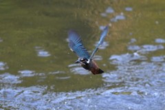 おさかなとった！