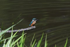 カワセミさんお久しぶり