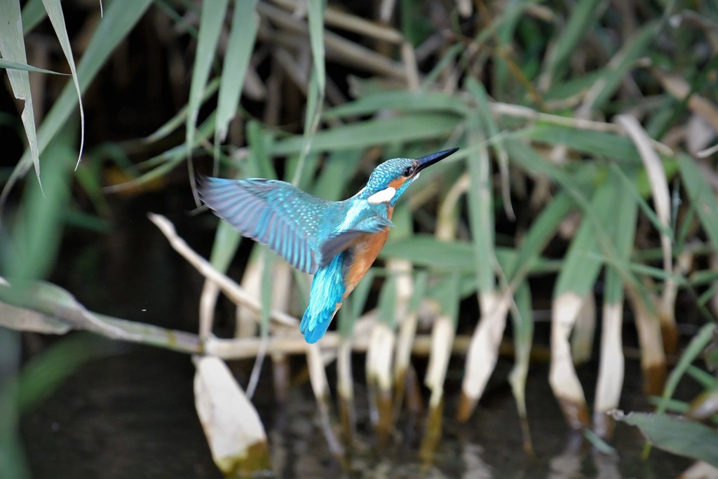 ホバからの飛びつき