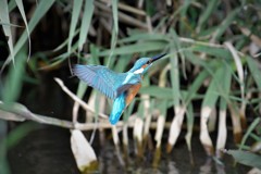 ホバからの飛びつき