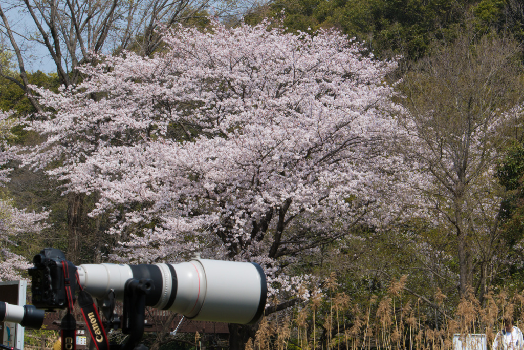 カメラのある光景