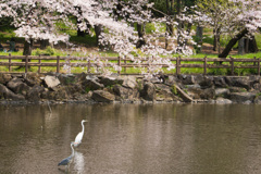 鷺さんの花見