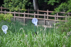 夏休みが待ち遠しい