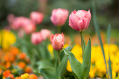 チューリップも