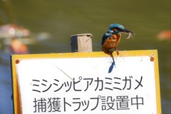 捕獲するのそれじゃなくて…